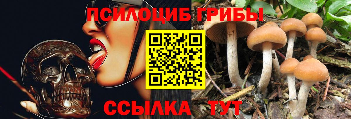 Галлюциногенные грибы Psilocybine cubensis  Вход с VPN  Гай 